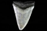 Bargain, Megalodon Tooth - North Carolina #76226-2